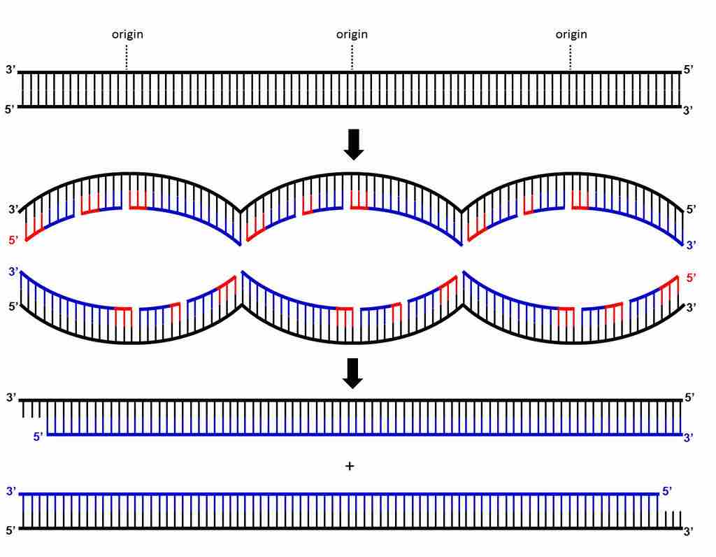 The telomere end problem